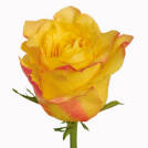 Orange Juice rose plant